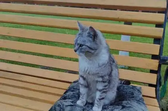 Пропала кошка, Дубна, Без ошейника