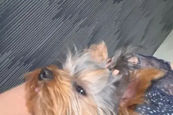 Найдена собака, Коли Мяготина 90А, Курган