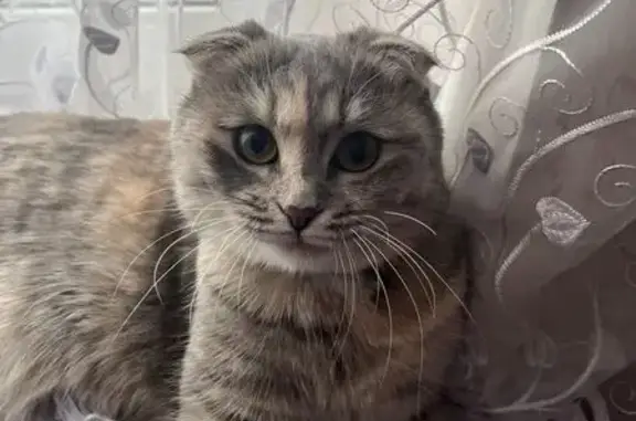 Пропала кошка: Воронецкий сельсовет
