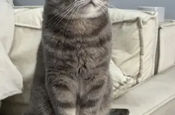 Пропала кошка, Советская 12, Песчаное