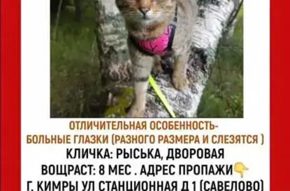 Кошки потеряшки, Кимры, фото: Потеряшка кошка, Станционная 2 с1, Кимры