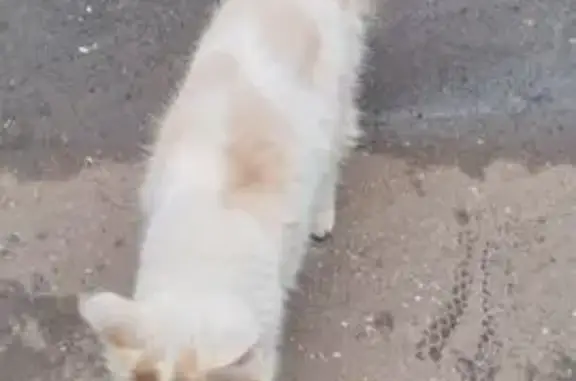 Ласковая кошка найдена: Дмитровское ш., 29 к1