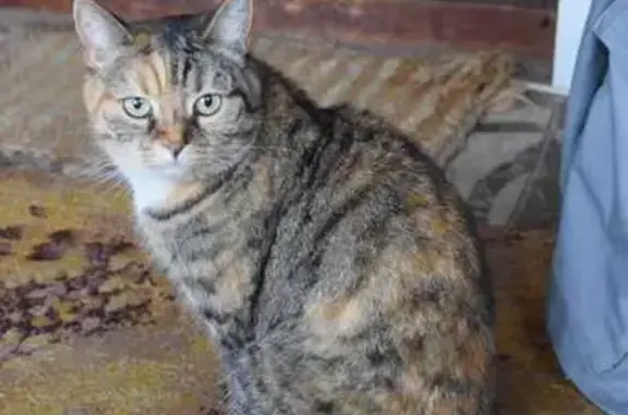 Пропала кошка, МО, 3 цвета