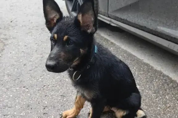 Собака найдена: ул. Кащенко, Н. Новгород