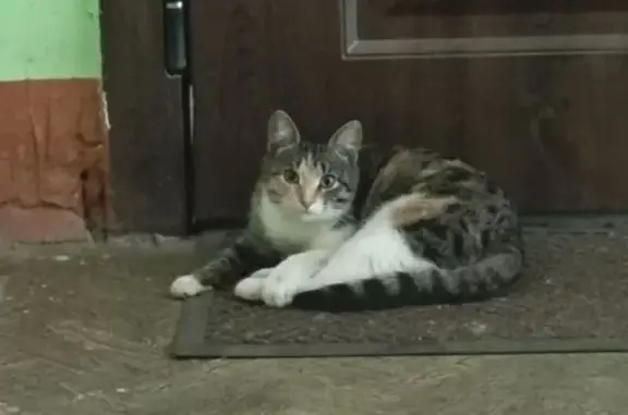 Найдена кошка, Иваново, фото: Трехцветная кошка найдена, Иваново, 4