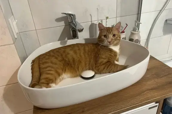 Кошки потеряшки, Сосново (приозерский Район), фото: Потеряшка рыжая кошка, Береговая, Сосново