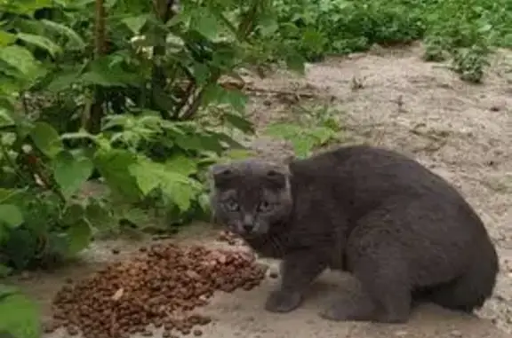 Кошка найдена: ул. Исакова, 165, Барнаул