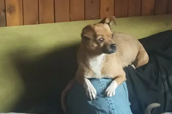 Собаки потеряшки, Красноярск, фото: Потеряшка собака на Свободном проспекте, Красноярск