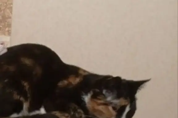 Пропала кошка, Октябрьское шоссе 37