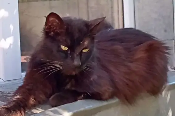 Кошки потеряшки, Петрозаводск, фото: Потеряшка кошка на Вытегорском шоссе