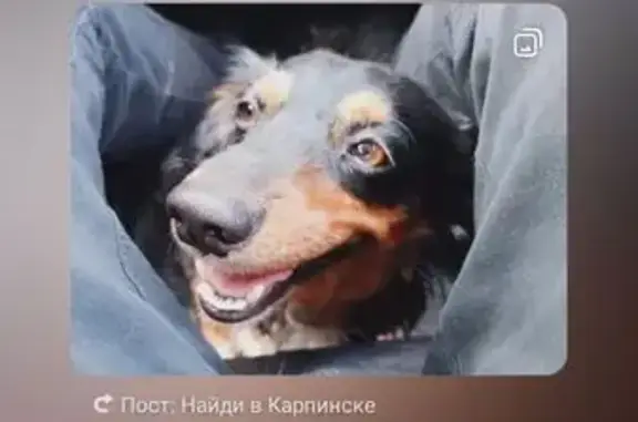 Пропала собака, Лесопильная ул., Карпинск