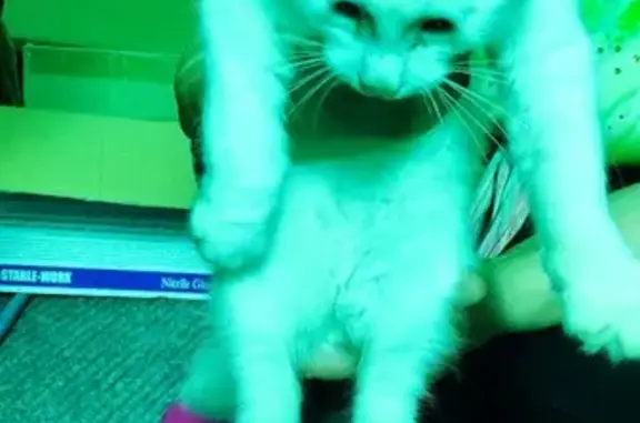 Котёнок найден на Кумысной, Саратов
