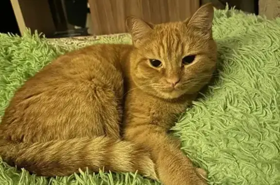 Пропала рыжая кошка, Профсоюзный пер., 13