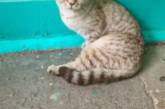 Найдена кошка, Ковров, фото: Кошка найдена на Фурманова, 27, Ковров