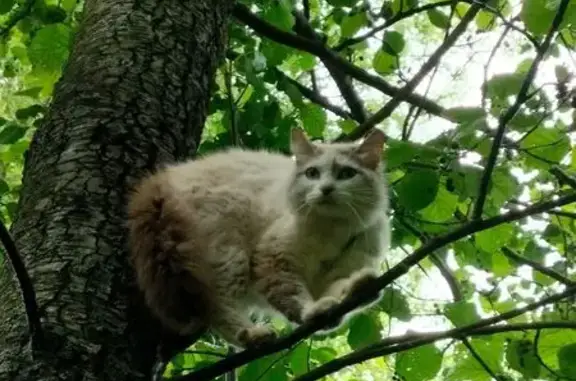 Кошка найдена на Аллее здоровья, Йошкар-Ола