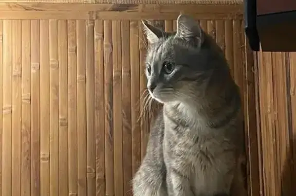 Пропала серая кошка, ул. Некрасова, 20