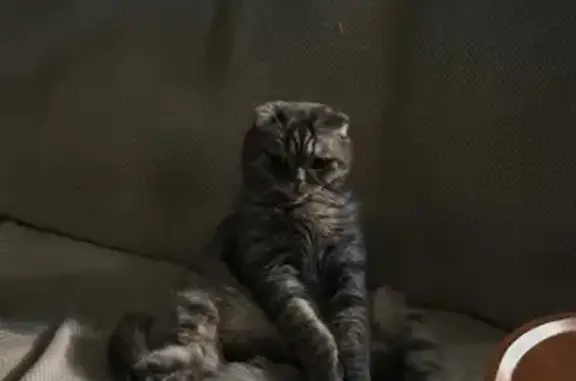 Пропал веслоухий кот, ул. Серафимовича, 5
