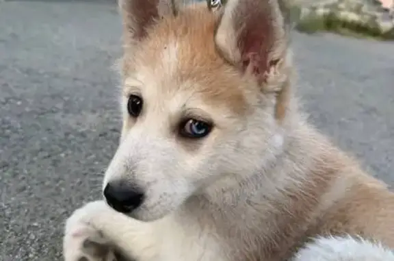 Собака найдена, ул. 40-летия Победы, 24