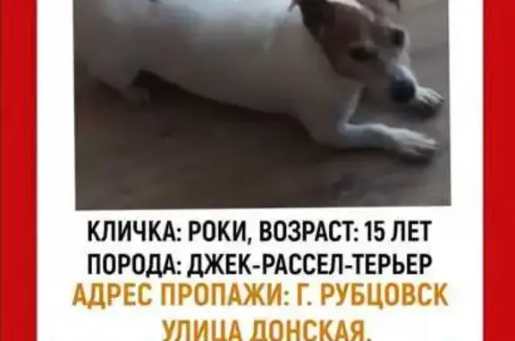 Пропала собака, Донская ул. 7, Рубцовск