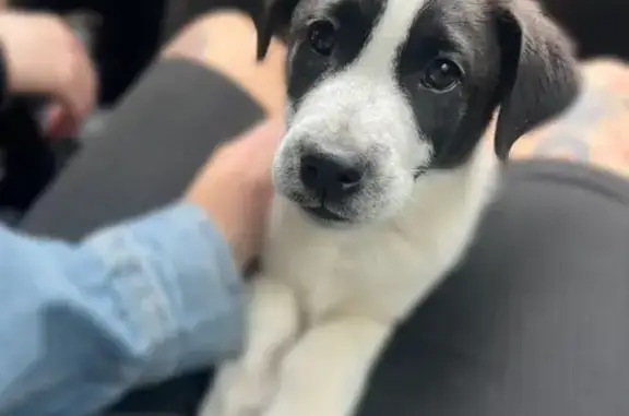 Щенок найден: Октябрьский проспект, 49