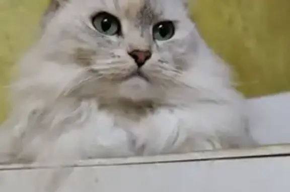 Пропала кошка, Большая ул., 2, Рязань