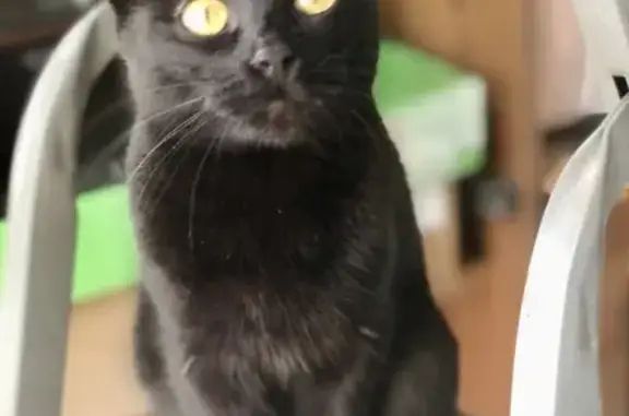 Найдена кошка, , фото: Кошка найдена: ул. Керамзавода, 3, Рязань