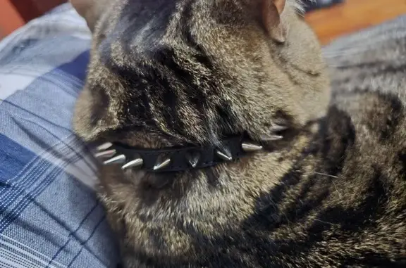 Кошки потеряшки, Можайск, фото: Потеряшка кошка, ул. Павлова 8, Можайск