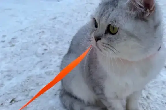 Пропала кошка, Солнечная ул., Оренбург