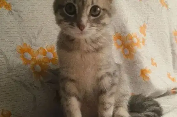 Кошка найдена: Ташкентский пер., 7 к1