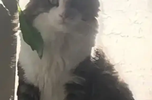 Пропала кошка, ул. Никонова, 11, НН