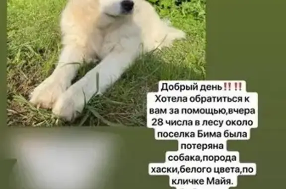 Найдена собака, , фото: Собака найдена: Зелёная ул., 13, Бима