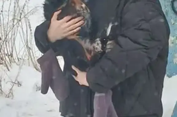 Пропала собака, Октябрьский, Свердловская обл.