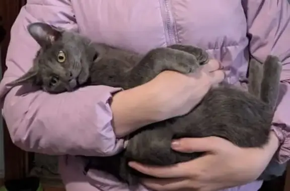 Пропала кошка, Совхозная 26, Новоискитимск