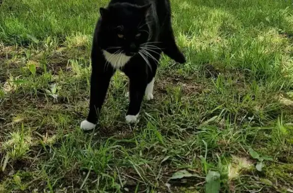 Кошка найдена: Святоозёрская ул., Москва