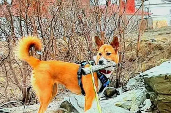Пропала собака, ул. Кошевого 14 к1, Мурманск