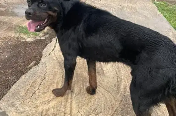 Найдена собака, Дедуровка, фото: Найдена собака, Советская 144, Дедуровка