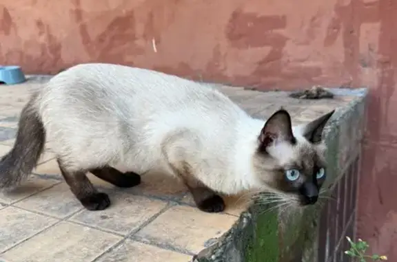 Кошка найдена: ул. Маршала Чуйкова, Казань