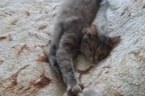 Кошки потеряшки, , фото: Потеряшка кошка Соня, Полевая ул. 2