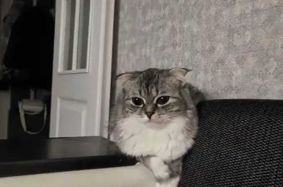 Пропала кошка, ул. Нур Баян, Н. Челны
