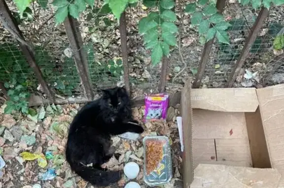 Кошка найдена у Greece, Петра I, 91