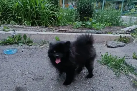 Шпиц найден: ул. Академика Образцова, 5