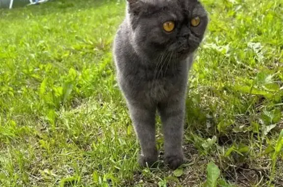 Найдена кошка, ул. Гашкова 25А, Пермь