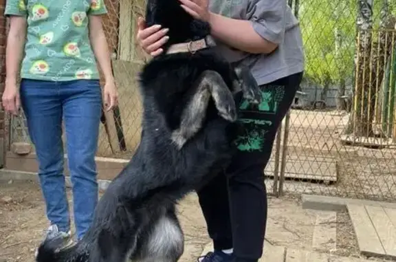 Собаки потеряшки, Альдермышское, фото: Потеряшка собака в Альдермышском СП, Татарстан