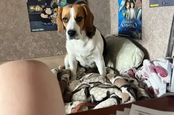 Собаки потеряшки, , фото: Потеряшка собака в Витомово, Старицкий р-н