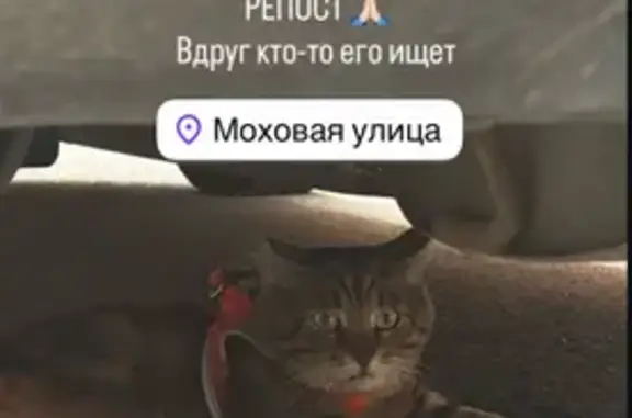 Найдена кошка, Санкт-Петербург, фото: Кошка найдена: Моховая ул, 36, СПб