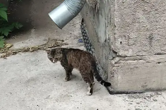 Кошка найдена: ул. Солнечная Поляна, 49