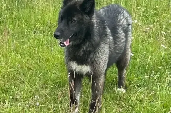 Найдена собака, , фото: Найдена собака, ул. Свердлова 3, Кузнецкое