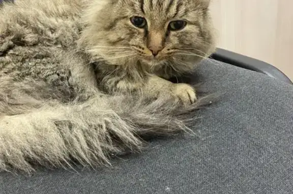 Кошка найдена на ул. Куйбышева, 84/2