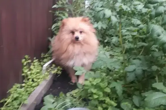 Шпиц найден в Рощинском, Челябинская обл.