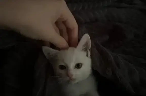 Кошка найдена: 5-й Кореновский пр., 5